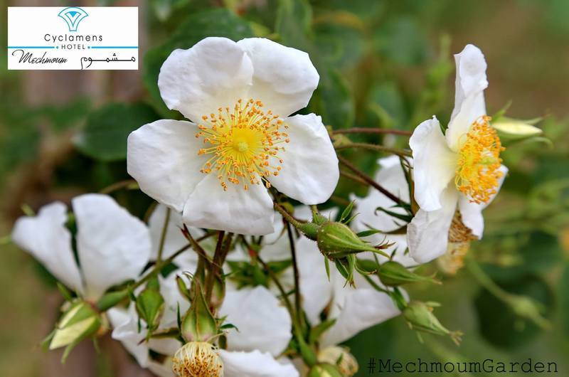 Cyclamens Mechmoum Hotel And Spa Hammamet Dış mekan fotoğraf