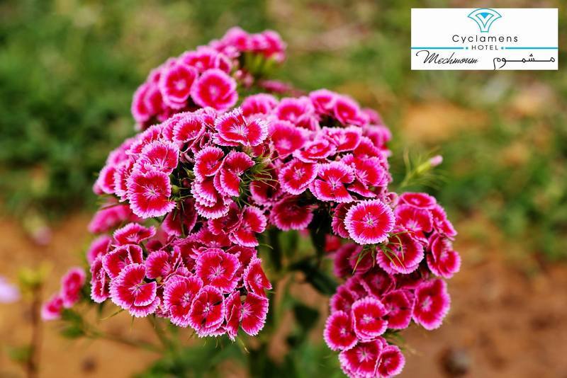 Cyclamens Mechmoum Hotel And Spa Hammamet Dış mekan fotoğraf